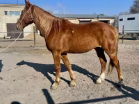 At, Kustanai horse — foto 7