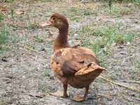 Ducks — photo 2