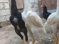 Chickens — photo 3