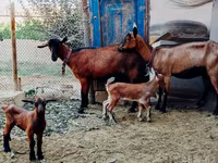 Goats (batch, sex not specified), Alpine goat — photo 1