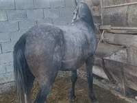 Horse (M), Horses — photo 6