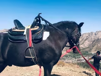 Caballo, Shetland Pony — foto 3