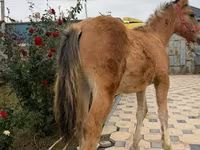 Cavalo, Cavalos — foto 2