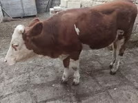 بقرة, Simmental cattle — الصورة 4