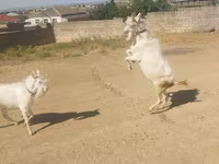 Goats (batch, sex not specified), Goats — photo 1
