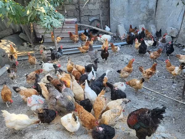 Chickens — Azerbaijan