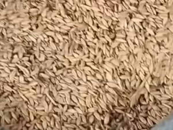 Arpa toxumu – kisələrdə Məhsul təsviri: - Təmizlənmiş arpa toxumu