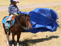 At, Pinto horses — foto 6