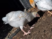 Chickens — 照片 5