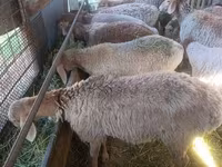 Sheep, Arashan sheep — photo 2