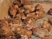 Chickens — Foto 6