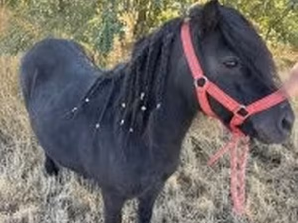 Égua, Cavalos
