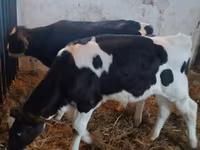 Buğa, Russian Black pied cattle — foto 1