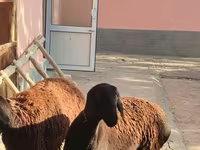Madyan, Atlar — foto 7