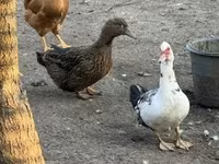 Ducks — zdjęcie 3