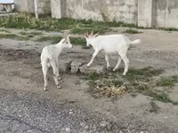 Dişi keçi, Keçilər — foto 8