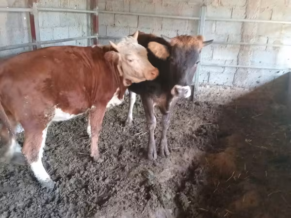 Buğa, Herefod