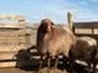 Qoyun, Kazakh fat-tailed coarsewool sheep — foto 3
