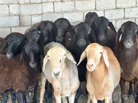 Sheep (batch, sex not specified), Sheep — photo 2
