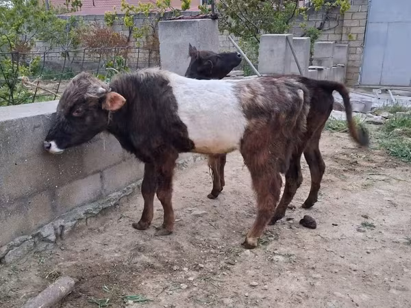 Buğa, Mal-qara