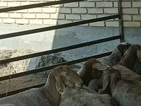 Qoç, Arashan sheep — foto 8