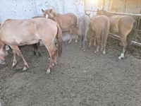 Klisna, Horse breed — foto 3