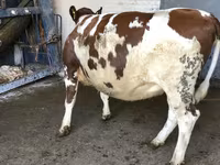 İnək, Yaroslavl cattle — foto 5