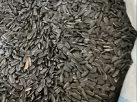 Ծտի կեր արեվածաղիկ մանր — foto 1