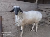 Qoç, Blackheaded Persian sheep — foto 3