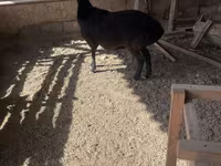 Beran, Rhon sheep — foto 2