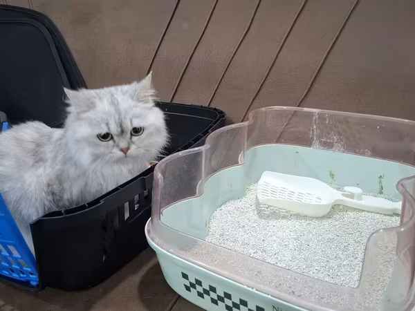 Pişik tualeti qabı və kürəkçə dəsti - Aşağıdan hündür kənarlı, geniş