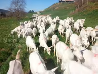 Dişi keçi, Saanen goat — foto 2
