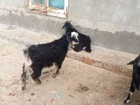 बकरियाँ (लॉट, लिंग निर्दिष्ट नहीं), बकरियाँ — फ़ोटो 2
