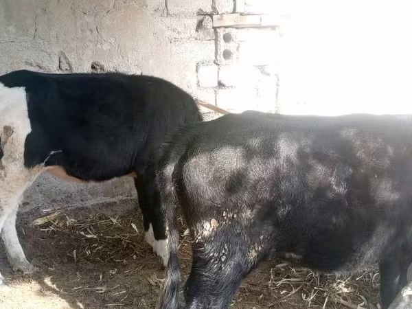 Корова, Russian Black pied cattle