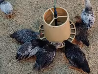 Chickens — photo 3