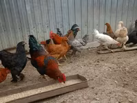 Chickens — Foto 2