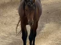 Hengst, Kazakh horse — Foto 2