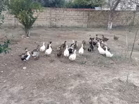 Ducks — photo 8