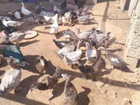 Ducks — 照片 2