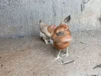 Chickens — 照片 3