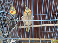 Nimfa (Cockatiel) cütlüyü + qəfəs - Növ: Nimfa papağanı (Cockatiel) — 照片 5