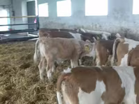 Toro, Simmental cattle — foto 2