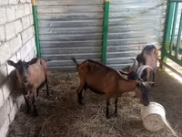 عنزة, Alpine goat — الصورة 1