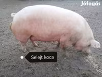 Locha, Пьетрен — zdjęcie 3