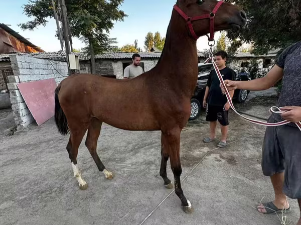 At, Akhal-Teke