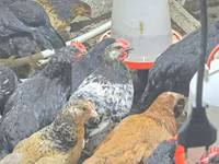 Chickens — photo 8