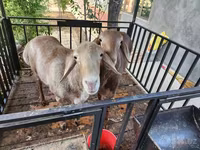 Sheep (batch, sex not specified), Sheep — photo 2