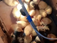 Geese — फ़ोटो 1