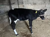 Qoramol (partiya, jinsi ko‘rsatilmagan), Russian Black pied cattle — 6-rasm