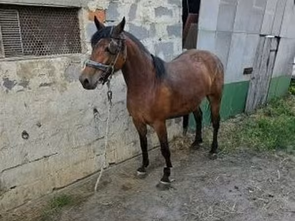 فرس, الخيول